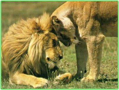 conoce todo sobre la reproduccion sexual en animales procesos adaptaciones y curiosidades