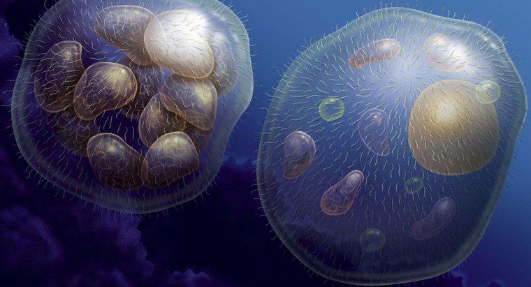 Conoce ventajas clave de los organismos y aprovecha al máximo 2 conoce ventajas clave de los organismos y aprovecha al