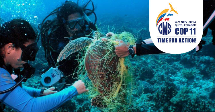 conoces la flora fauna y contaminacion en los oceanos 1