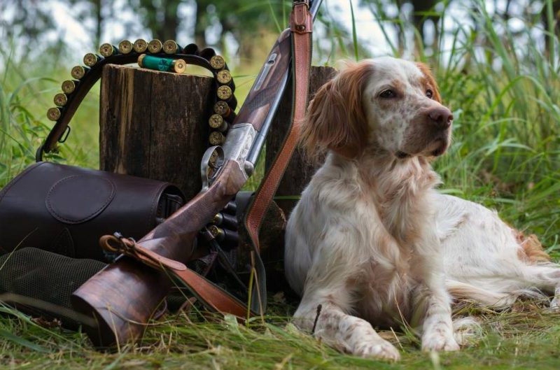 Conoces la guía definitiva sobre perros de caza y su uso 23 conoces la guia definitiva sobre perros de caza y su uso 2