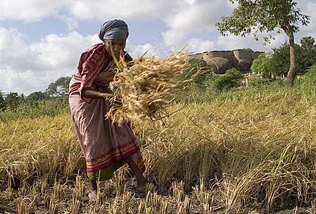 cosecha concepto sistemas impacto ecologico y ciclos