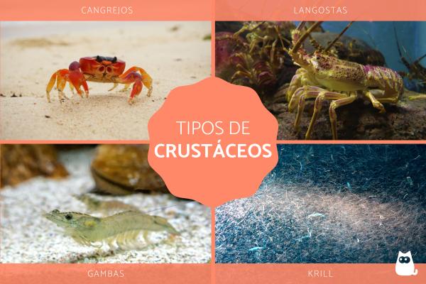 crustaceo definicion caracteristicas y conceptos clave 1