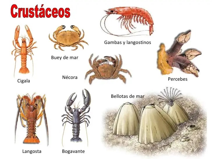crustaceos 10 ejemplos impresionantes y sorprendentes 2