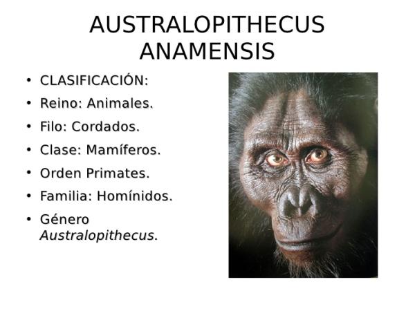 cual es el origen y caracteristicas del australopithecus