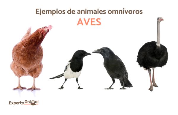 cuales son 100 ejemplos sorprendentes de animales carnivoros