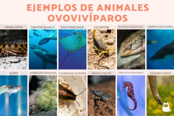 cuales son algunos ejemplos de animales que son ovoviviparos