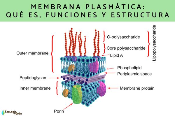 cuales son concepto estructura y funciones de la membrana plasmatica