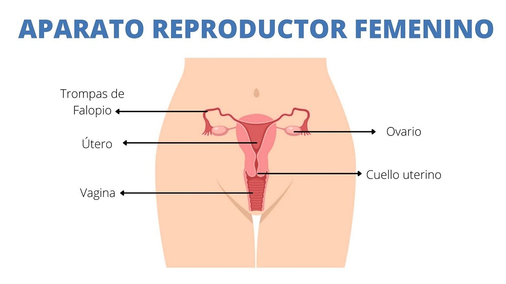 Cuáles son funciones y patologías del sistema reproductor 2 cuales son funciones y patologias del sistema reproductor 1