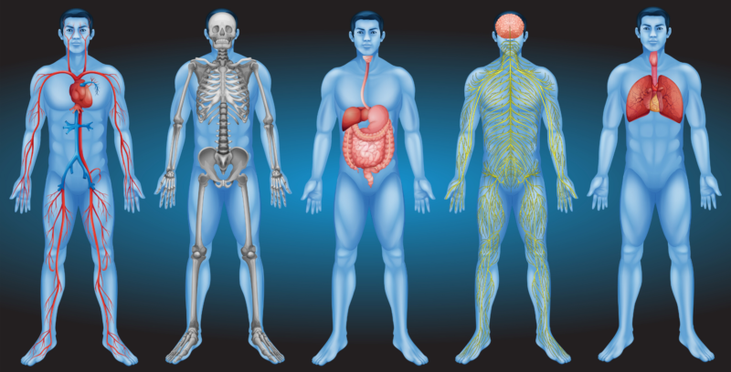 Cuáles son la composición y sistemas del cuerpo humano 2 cuales son la composicion y sistemas del cuerpo humano