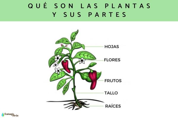 cuales son la estructura y tipos esenciales de las plantas