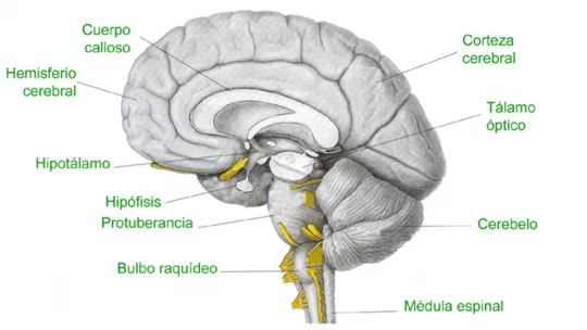 cuales son las funciones y caracteristicas del bulbo raquideo