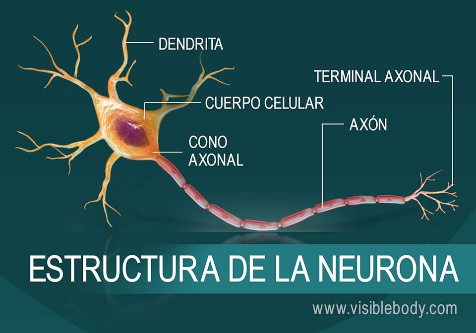 Cuáles son las funciones y partes clave de las neuronas 2 cuales son las funciones y partes clave de las neuronas