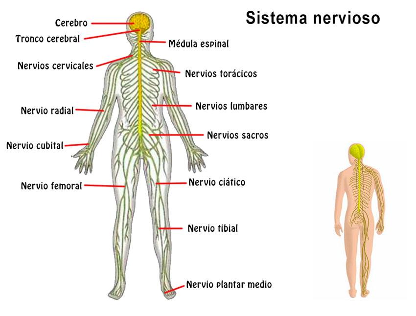 Cuáles son las funciones y partes del sistema nervioso 2 cuales son las funciones y partes del sistema nervioso