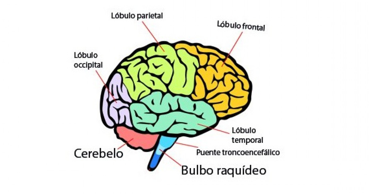 Cuáles son las partes del cerebro y sus funciones y enfermedades 2 cuales son las partes del cerebro y sus funciones y enfermedades 1