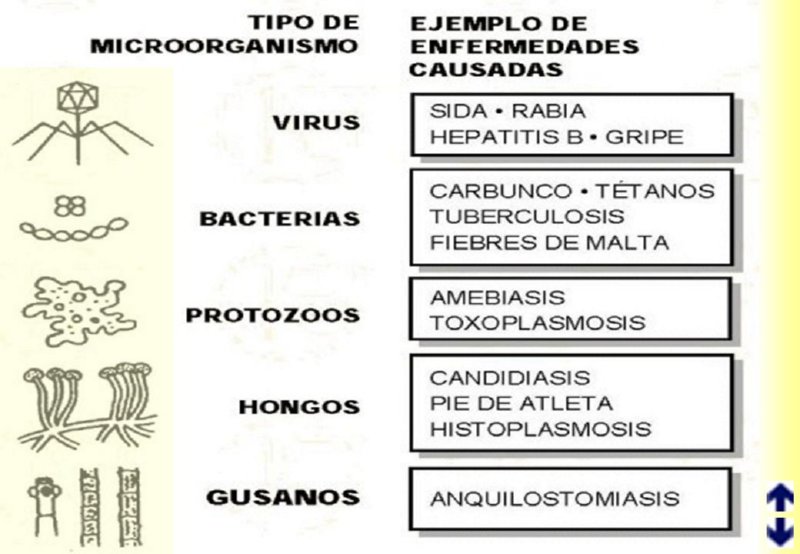 Cuáles son los tipos de microorganismos y sus ejemplos 2 cuales son los tipos de microorganismos y sus ejemplos