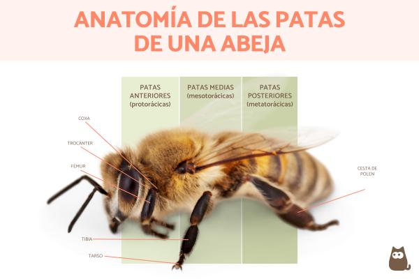 cuantas patas tiene una abeja descubre sus caracteristicas 1