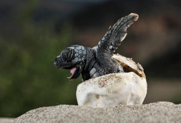 Cuántos huevos pone una tortuga Descubre la respuesta 2 cuantos huevos pone una tortuga descubre la respuesta