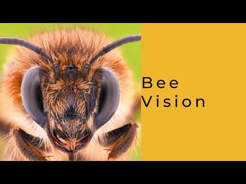 cuantos ojos tiene la abeja descubre su impresionante vision 1