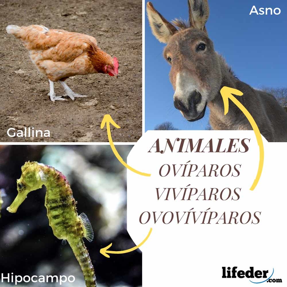 curiosidades y caracteristicas de animales oviparos viviparos y ovoviviparos