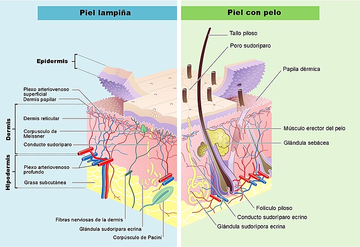 Cutis: Definición, Tipos y Conceptos Esenciales Explicados 2 cutis definicion tipos y conceptos esenciales