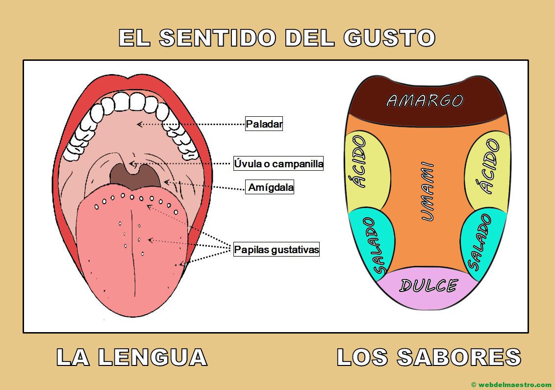 dejate sorprender por la poderosa influencia de los organos del gusto en tu experiencia del sabor