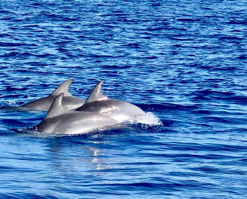 delfines en el mar maravillas del oceano que nos rodea 1
