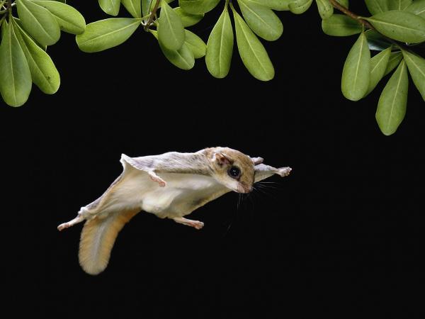 desplazamientos de animales un viaje conoce al reino animal