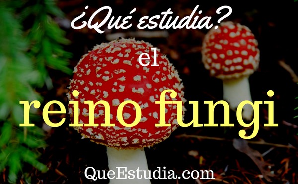 Dibujo del Reino Fungi: Explorando su Biología y Diversidad 2 dibujo del reino fungi explorando su biologia y diversidad 1