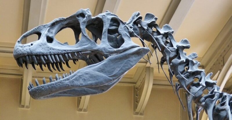 Dinosaurios: origen, tipos, características y extinción 2 dinosaurios origen tipos caracteristicas y