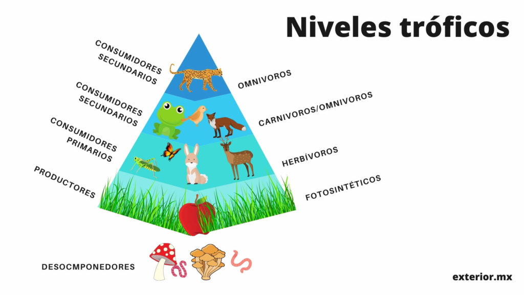 Ecología: Concepto, Ramas y Ciencias Auxiliares Esenciales 2 ecologia concepto ramas y ciencias auxiliares esenciales 1