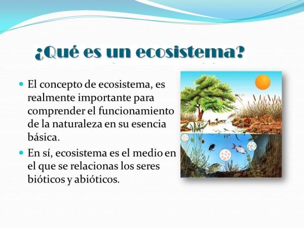 ecosistema definicion y concepto esencial para todos 5