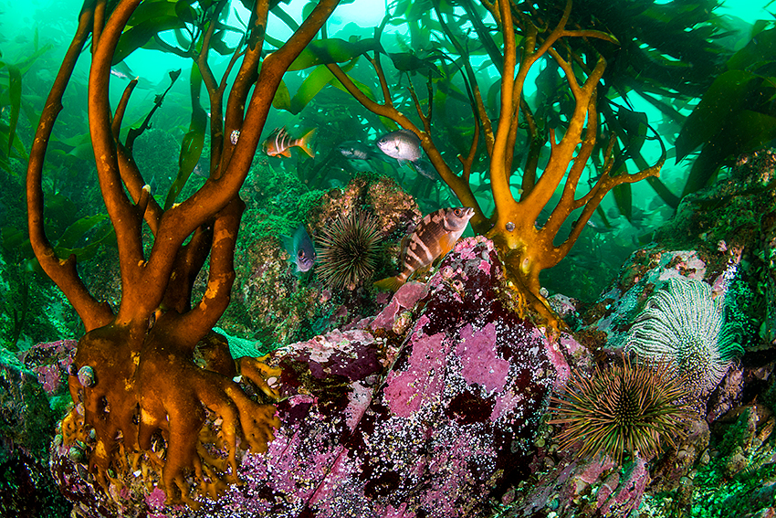 Ecosistema marino: qué diversidad tiene el norte de Chile 2 ecosistema marino que diversidad tiene el norte de chile 5
