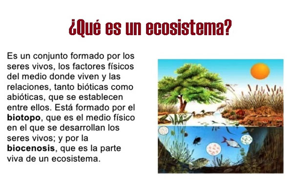 ecosistema terrestre concepto caracteristicas y ejemplos 2