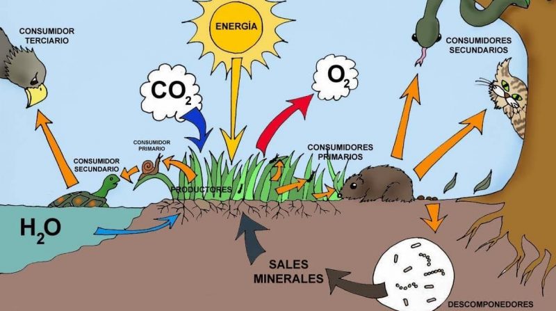 ecosistemas que son tipos componentes y ejemplos