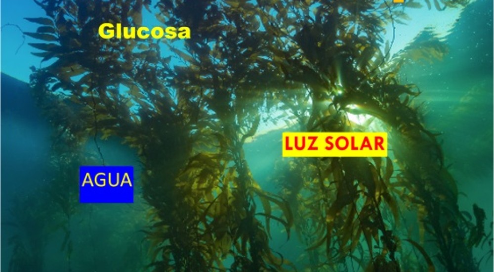 ejemplos del reino protista 30 organismos impresionantes 1