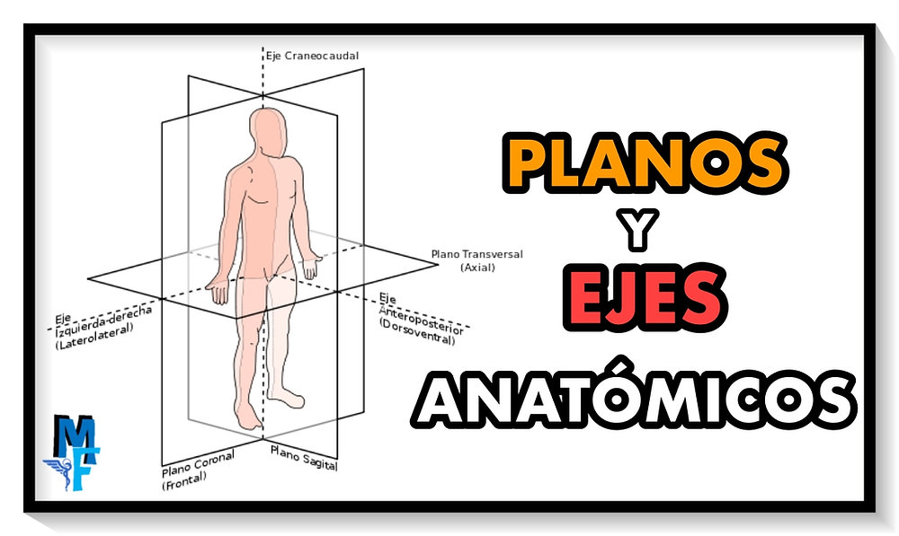ejes cual es la definicion de ejes en anatomia y politica