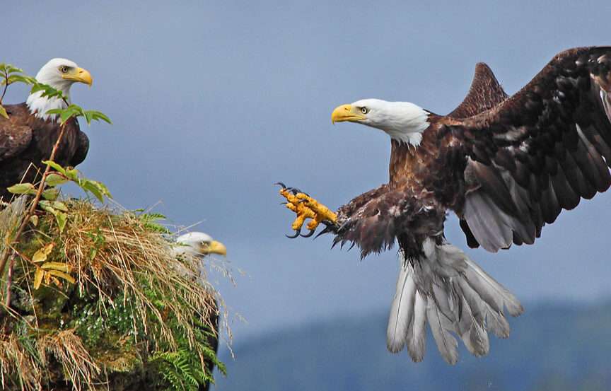 El águila: hábitat, reproducción, especies y características 2 el aguila habitat reproduccion especies y caracteristicas 1