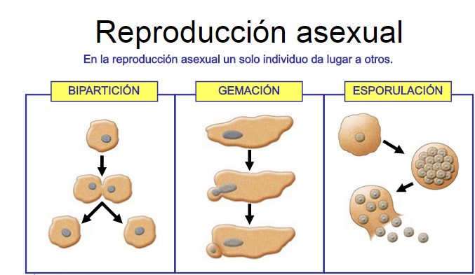 El Conoce proceso de reproducción asexual natural: descúbrelo aquí 2 el conoce proceso de reproduccion asexual natural descubrelo aqui