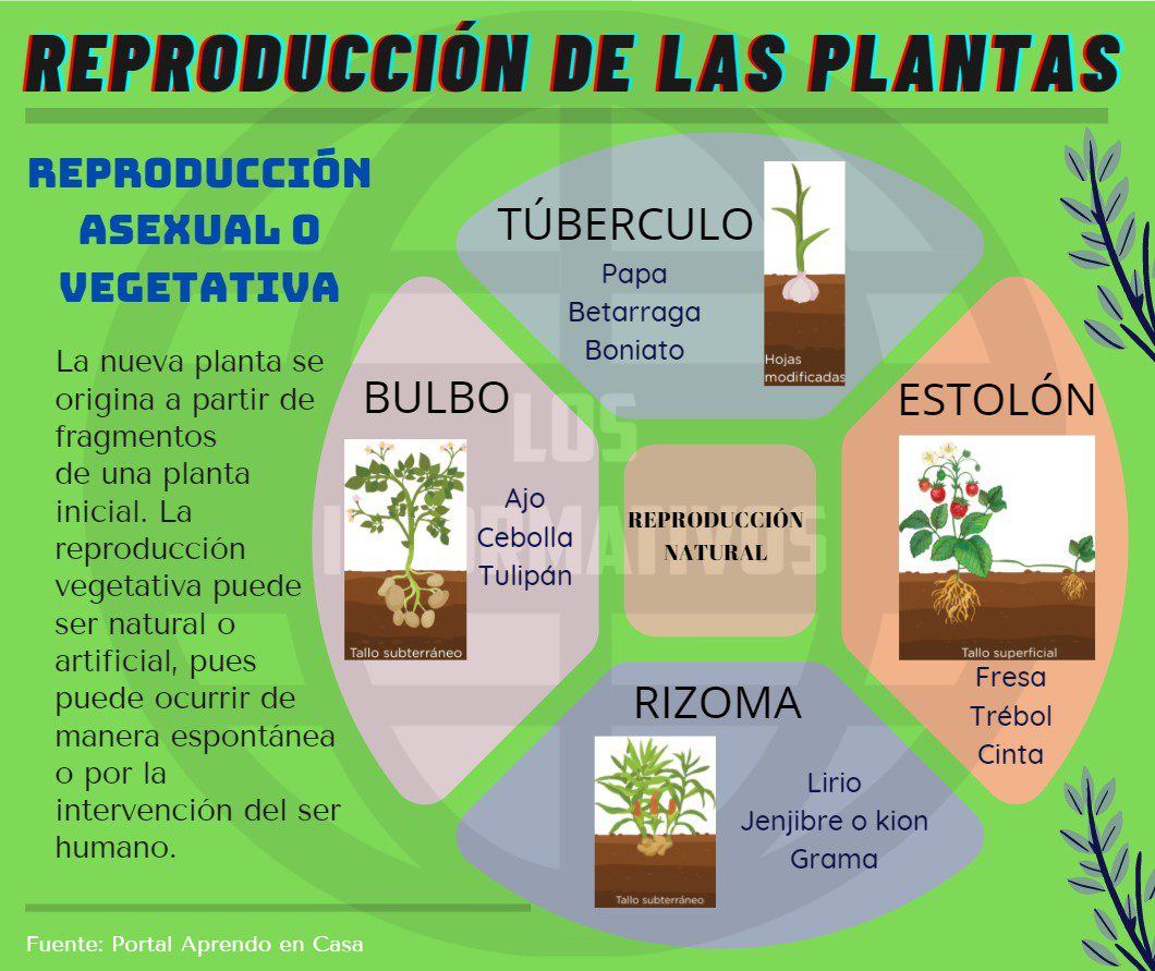 el conoce proceso de reproduccion de las plantas resumen completo