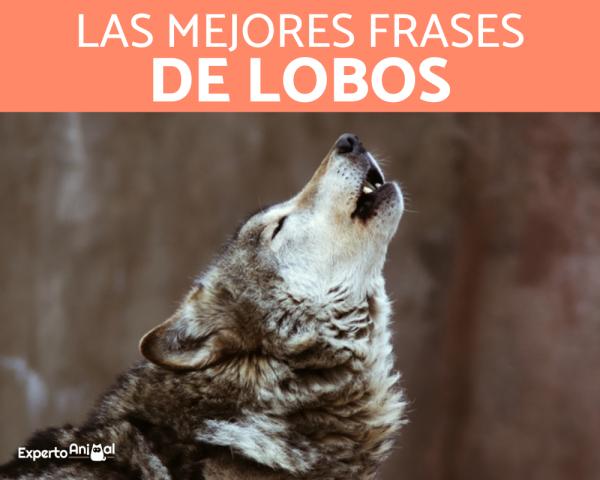 el que con lobos anda reflexiones sobre nuestra historia