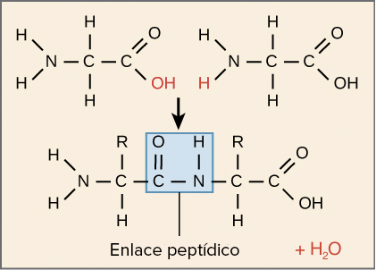 enlace peptidico 10 ejemplos esenciales que debes conocer
