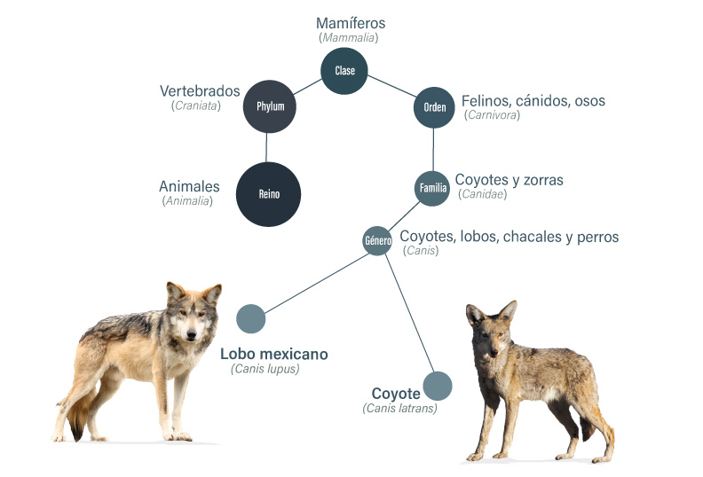 Especies: concepto, origen, tipos y ejemplos explicados 2 especies concepto origen tipos y ejemplos
