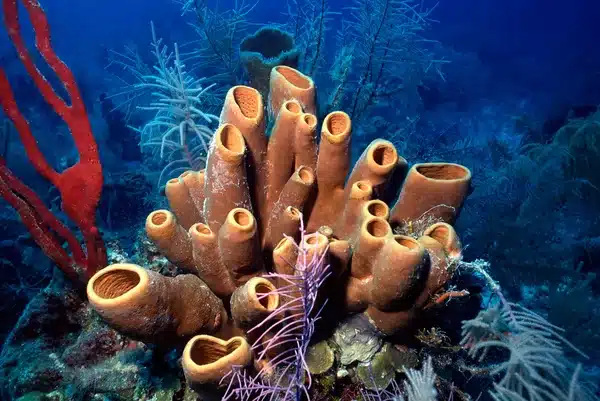 esponjas de mar 30 ejemplos impresionantes y diversos