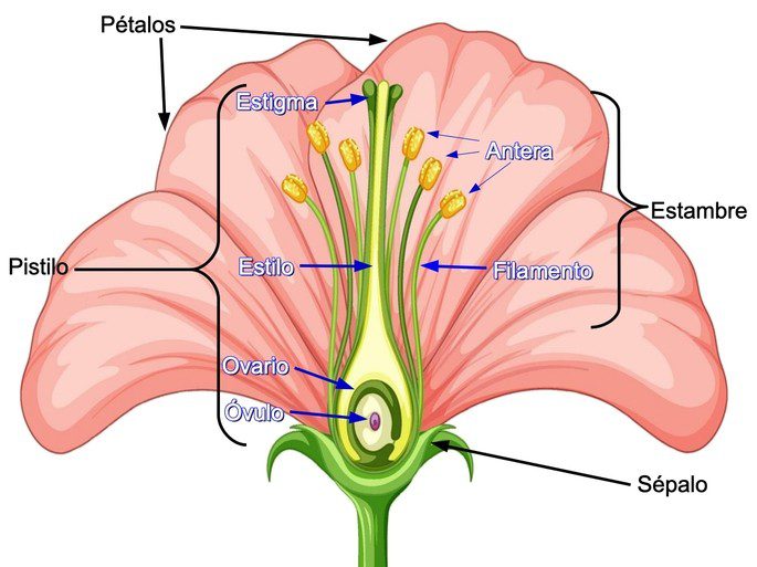 Estambres de la flor: parte esencial que contiene polen 2 estambres de la flor parte esencial que contiene polen 4