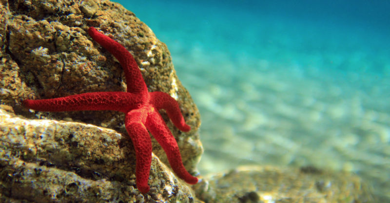 estrellas de mar habitat reproduccion y caracteristicas