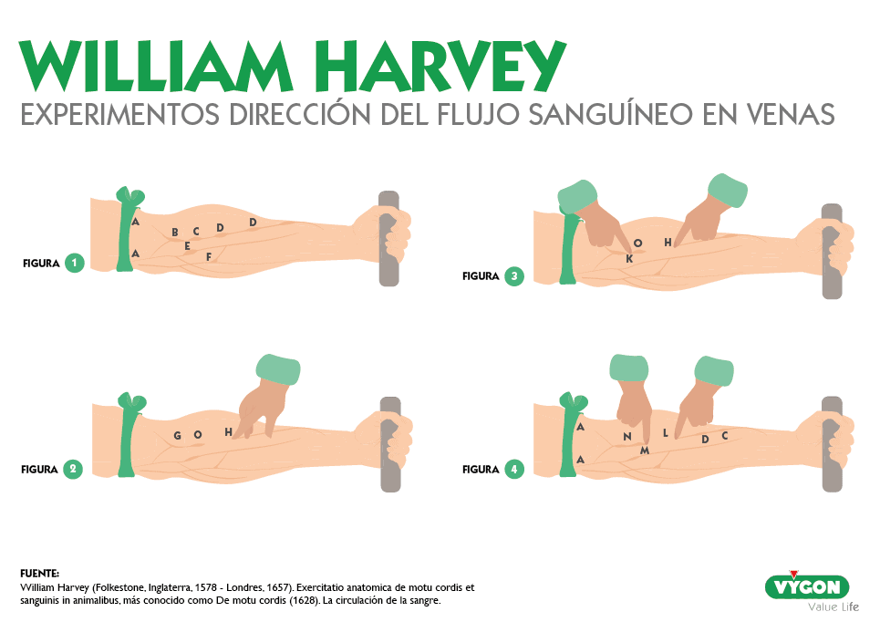 evidenciarse como viaja la sangre por el cuerpo humano