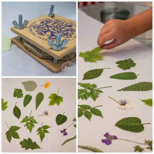 Experimenta la naturaleza con nuestra colección única de elementos naturales 2 experimenta la naturaleza con nuestra coleccion unica de elementos naturales