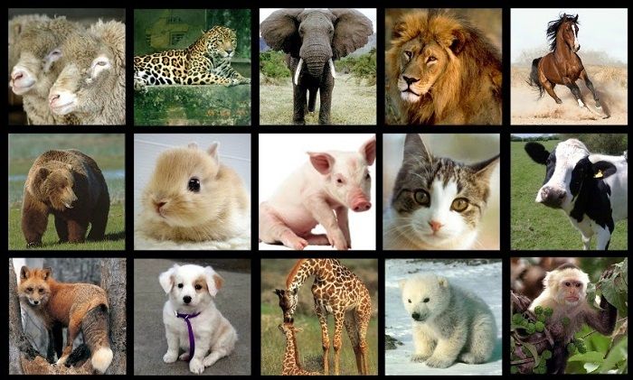 explora conoce ejemplos de animales viviparos ahora