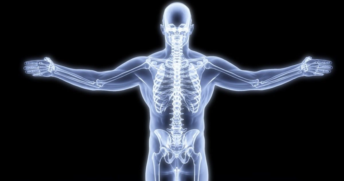 explora la anatomia y funcionamiento del sistema muscular oseo y nervioso