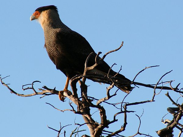 explora la conoce diversidad y caracteristicas de los animales